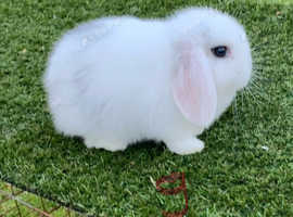 Pure bred mini lops baby rabbits