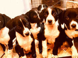 Puppies Springer Spaniel X's
