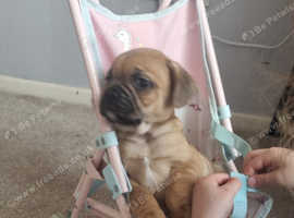 8 French bull dog cross pugs
