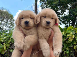 2 Golden Retriever puppies available