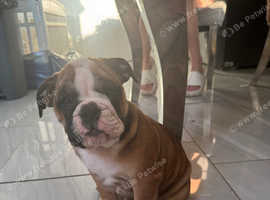 English Bulldog puppies