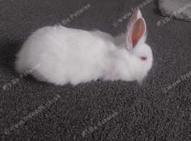 Baby rabbits 9 weeks old