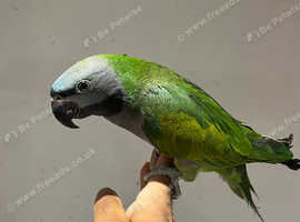 Baby Very Tame Cuddly  Derbyan Parrot,8