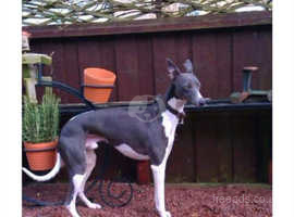 Whippet Dogs And Puppies For Sale And Rehome In Little Weighton