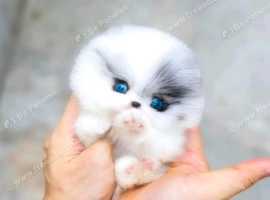 Tiny tea cup pomaraine puppy's