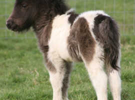 Looking for miniature shetland filly/mare