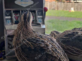 Male coturnix quail free