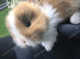 Baby bunnies ready to leave 2 for £40