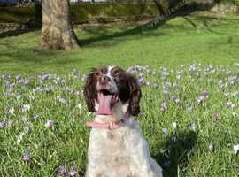 5 year old springer spaniel for sale