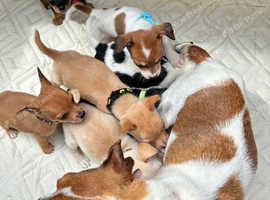 7 beautiful Jack Russell pups