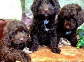 Beautiful Chocolate Cockapoo Puppies