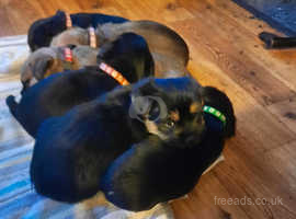 Border terrier x puppies