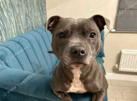 4 year old micro-chipped spayed female staffy