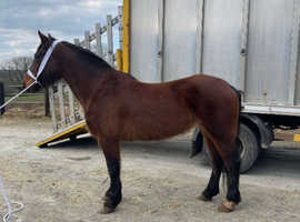 Project mare