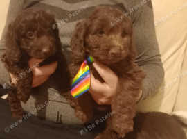 Cockapoo a pups for sale