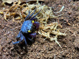 Purple Vampire Crabs at Birmingham Reptiles