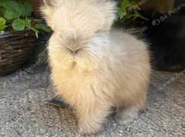 Angora rabbits