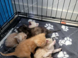 4 ragdoll x kittens update 1 girl left for reserving