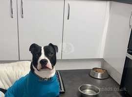 8 Month Old Staffy Male - Neutered in South Shields NE34 on Freeads ...