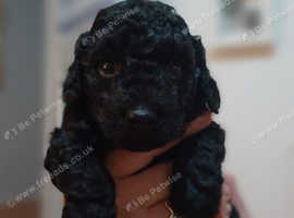 Jackapoo x Asian Toy poodle F1B