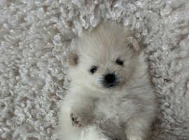 Adorable Pomeranian Puppies