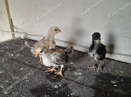 Baby chicks