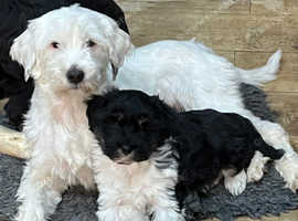 Tibetan Terrier Puppy.