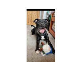 Rocco, REHOMING NEEDED