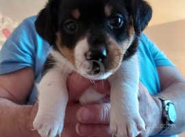 Last remaining Jack russell male puppy