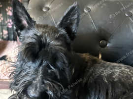 22 month old male dog