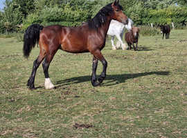 Welsh d yearling