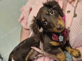 Miniature dachshund,long haired boy.