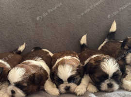 5 stunning Shih Tzus
