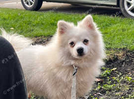 Pomeranian girl