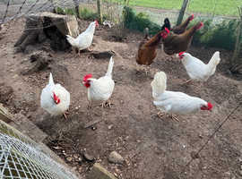 Welsummer and pure White Leghorns
