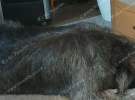 Neutered Irish wolfhound male