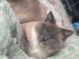 burmese, grey female, 13 months