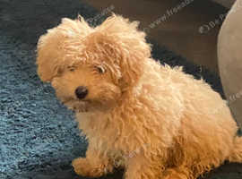 Cavapoo puppies for store sale north east