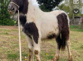 Filly