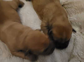 Wheaten terrier pups