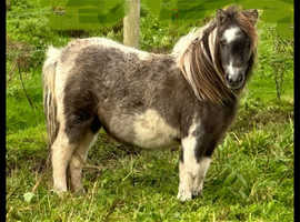 Beautiful 3yr old filly