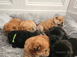 KC registered Chow chow puppies