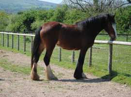 3yo Shire Filly