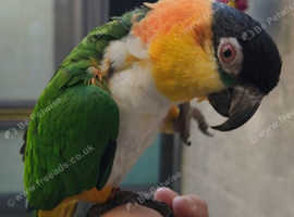 SUPER SILLY TAME! black capped caique