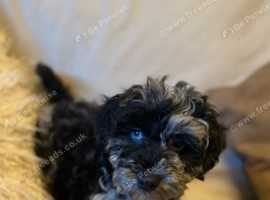 Westiepoo