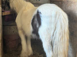 6 year old mare