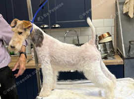 Female Wire Fox Terrier