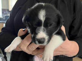 Beautiful border collie puppies for sale