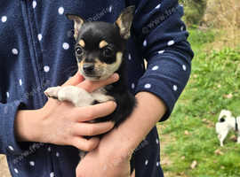 CHIHUAHUA PUPPY FOR SALE