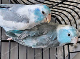 Pair of Gorgeous, Colourful Parrotlets with Cage